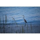 Englewood: : Great Blue Heron on Englewood Beach
