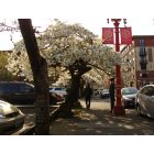 Portland: : NW Davis in Chinatown in early Spring