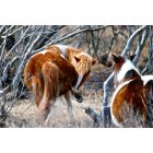 Chincoteague: : Assateague Ponies Early Morning Grooming