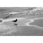 Virginia Beach: : Beach Bird...February, 2010