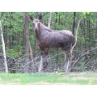 Waterville Valley: MOOSE ON THE LOOSE