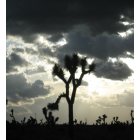Littlerock: : desert skies