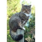 St. Marys: : Pole Cat.