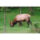 Kalama: : Elk grazing in the hills, Kalama, WA