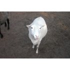 Yaphank: Sheep at Yaphank agricultural farm