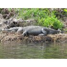 Sebastian: : female gator in the St Sebastian River South prong 2011