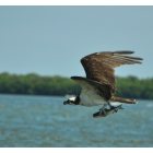 Sebastian: : 2011 , Sebastian,Fla osprey with fish on the Indian River Just east in Sebastian waters.