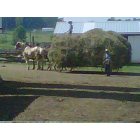 New Wilmington: : Amish in New Wilmington, PA