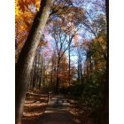 Gainesville: Wilshire Trails - Taken 11/11/11