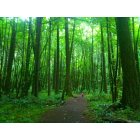 Eugene: : A Walk in the Woods