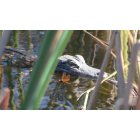 Punta Gorda: young alligator and dragonfly at Burnt Store Nature Preserve
