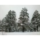 Kachina Village: Snowy trees