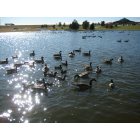 Sidney: : Cabela's Pond with Geese
