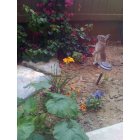 Redlands: : Bunny in the Garden - Redlands, CA
