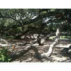 Houston: : Magnificent Oaks at Elizabeth Baldwin Park