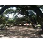 Houston: : Magnificent Oaks at Elizabeth Baldwin Park