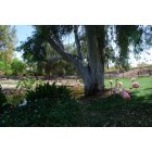 Phoenix: : Phoenix zoo flamingoes