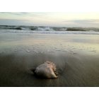 Sunset Beach: : Walking the surf..found this amazing jelly fish at low tide