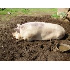 Edison: Charlotte the 650 lb. hog at the Triple C Ranch