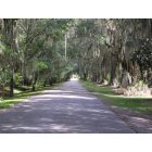 Charleston: : Road into Middleton Plantation