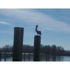 Boothville-Venice: Taken from the dock of Cypress Cove Marina...Our state bird, a symbol that our HOME will RISE again!