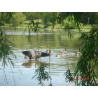 Little Canada: : geese!