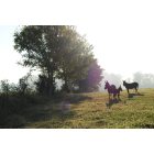 Coopertown: Early Rising Donkey Family