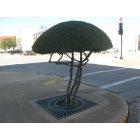 Denison: : Trees in Downtown Denison the Art of a Tree