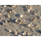 Bradenton: : Bradenton beach sea shells