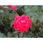 Spring Hill: Vibrant Rose
