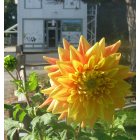 Echo: : MASONIC LODGE IN BACKGROUND, DAHLIA IN FOREGROUND, CITY FLOWER IS THE DAHLIA