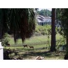 North Port: : Mom and 2 Baby Bobcats In Our back Yard in SE Sarasota County