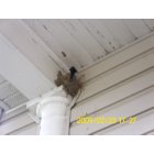 Greenville: 2 birds called flycathers have made nest on my porch for 4 yrs waing for them to arrive again this spring .they usually raise 2 sets of babies.