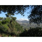 La Canada Flintridge: View of the San Gabriels through the trees near Cherry Canyon
