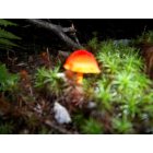 Woolwich: Mushroom on Stoney Creek Drive Woolwich