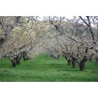 Emmett: : Old Emmett Cherry Orchards