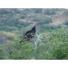 Oracle: : Turkey Vulture in Oracle Arizona