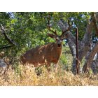 Cambria: : Deer on Lodge Hill in Cambria
