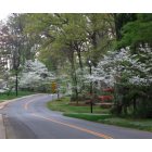 Charlotte: : Beautiful azaleas and dogwood abound in Spring. This is in the Country Club neighborhood, close to Plaza-Midwood.