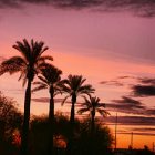 Phoenix: : Palm trees at Dawn, Phoenix AZ