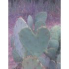 Catarina: cactus in the shape of a heart