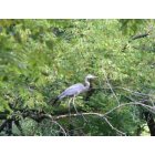 Schuylkill Haven: Great Blue Heron