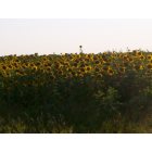 Petersburg: sunflowers