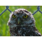 Cape Coral: : The burrowing owl, a protected species of Cape Coral