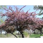 Park Forest: : beautiful tree with flowers in central park