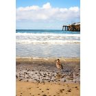 San Clemente: Seagull by the pier