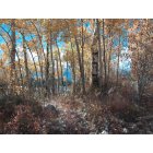 Minturn: : Beaver Lakes Estates in Fall