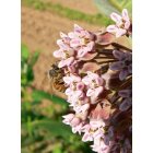 Broad Brook: Honeybee on Milkweed, Plantation Road, Broad Brook