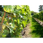 Traverse City: Grape Vines