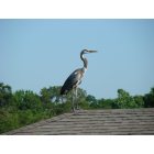 Windermere: souvenir d 'un heron